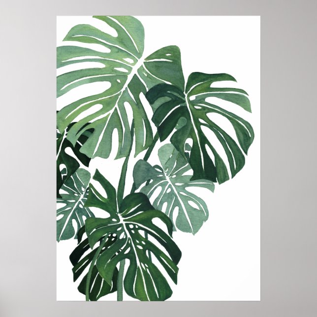 Monstera leaves Closeup Poster (Front)