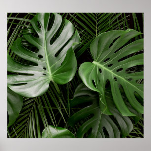 Monstera leaves, luxury tropical layout. poster