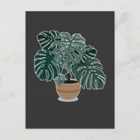 Monstera Plant Beautiful Houseplant