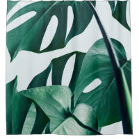 Monstera