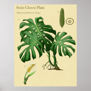 Monstera Swiss Cheese Botanical Poster