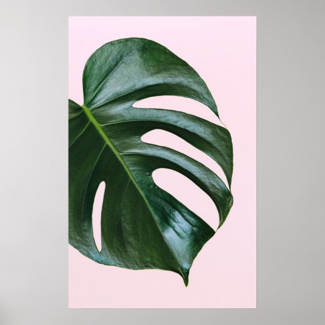 Monstera Tropical Leaf Poster (Front)