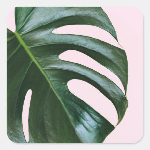 Monstera Tropical Leaf Square Sticker