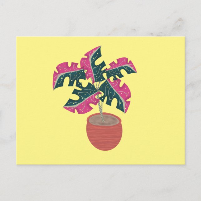 Monstera Variegated Pink and Green Potted Plant Postcard (Front)