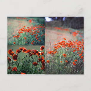 Montage Poppies Postcard