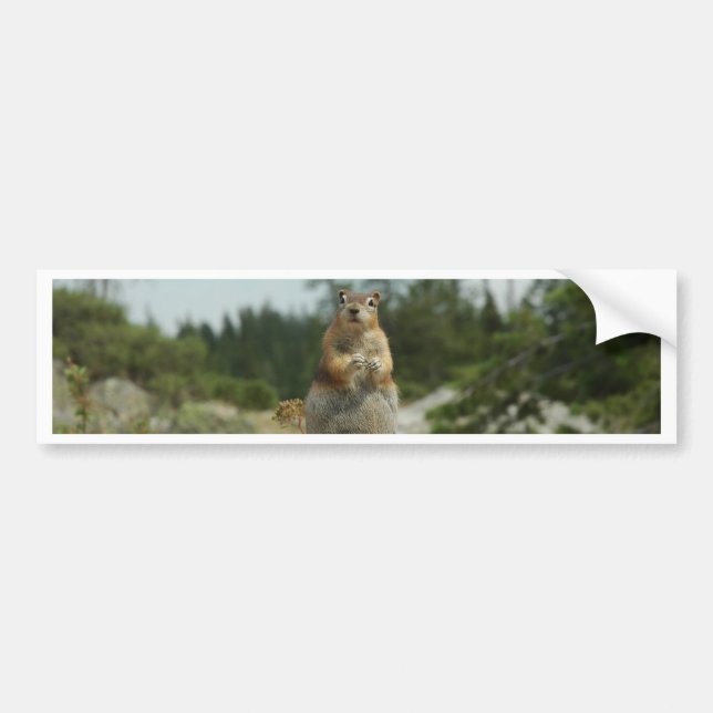 Montana Chipmunk Bumper Sticker (Front)