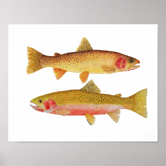 Montana Cuthroats Poster (Front)