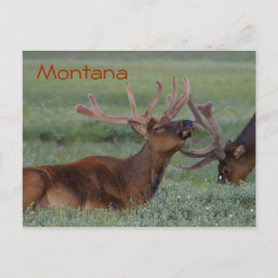 Montana elk postcard
