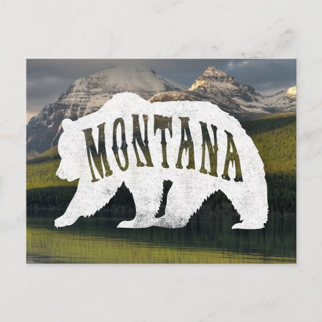 Montana Grizzly Bear postcard (Front)