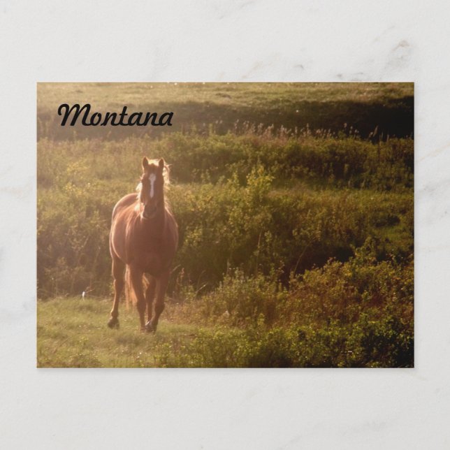 Montana Horse Postcard (Front)