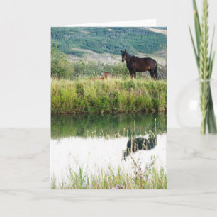 Montana Horses Card
