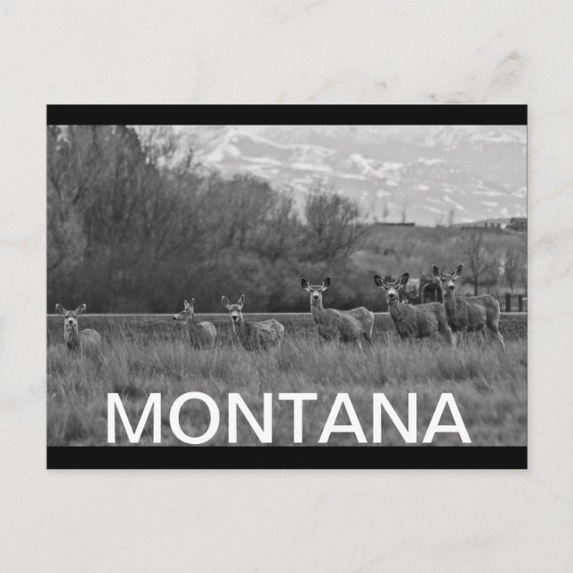 MONTANA POSTCARD (Front)