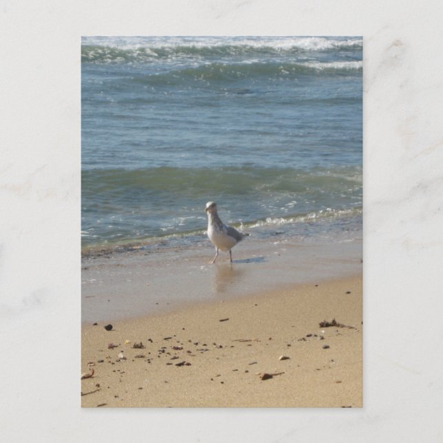 Montauk beach seagull love postcard (Front)