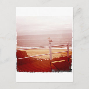 Montauk Seagull Love 3.0 Postcard