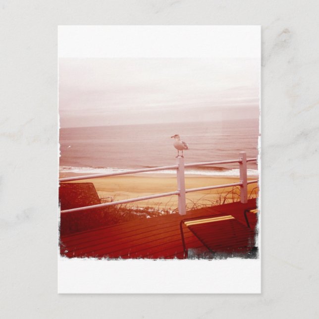 Montauk Seagull Love 3.0 Postcard (Front)
