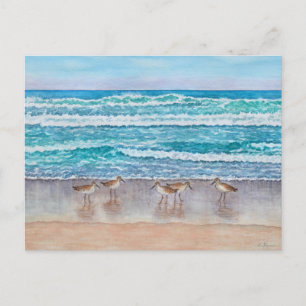 Monterey Bay Sandpipers Postcard