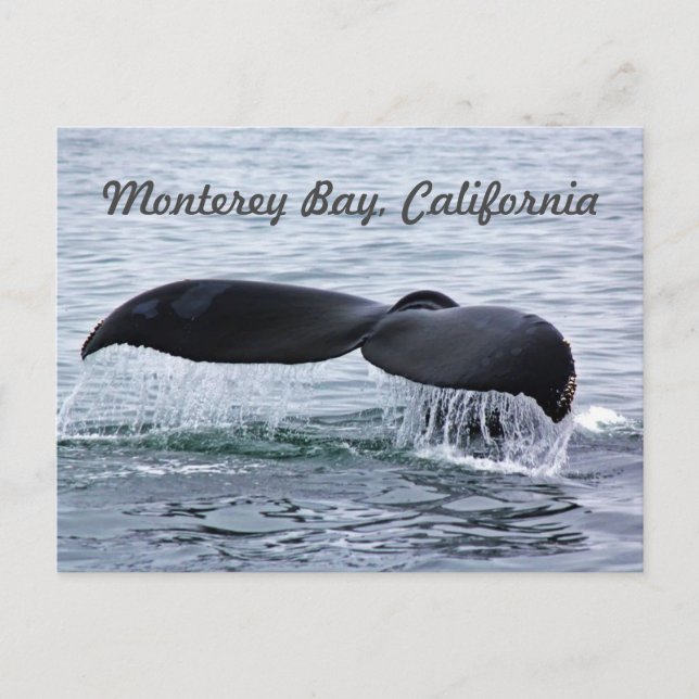 Monterey Bay Whale Tail Postcard (Front)