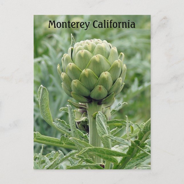 Monterey California Artichoke Postcard (Front)