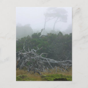 Monterey Fog Postcard