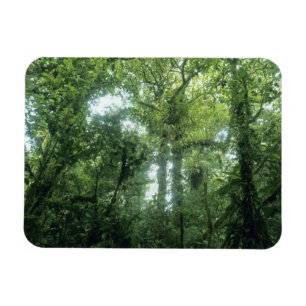 Monteverde Cloud Forest, Costa Rica. Magnet