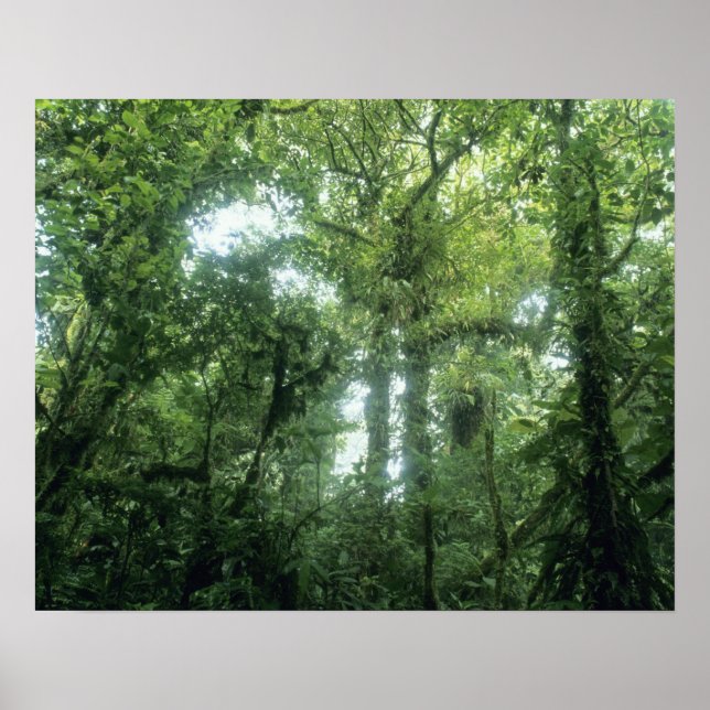 Monteverde Cloud Forest, Costa Rica. Poster (Front)