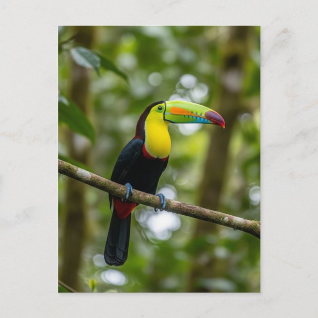 Monteverde Cloud Forest Toucan Costa Rica Postcard (Front)
