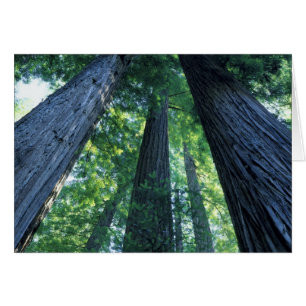 Montgomery Woods State Reserve, California.