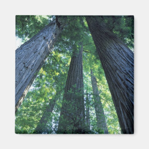 Montgomery Woods State Reserve, California. Magnet