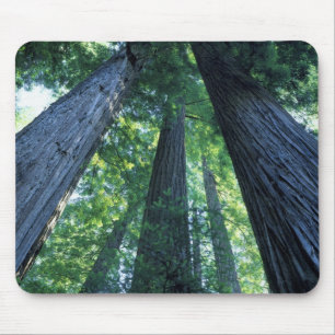 Montgomery Woods State Reserve, California. Mouse Pad