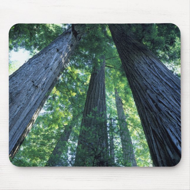 Montgomery Woods State Reserve, California. Mouse Pad (Front)