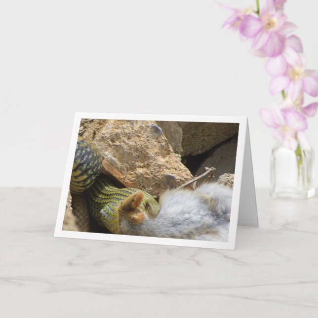 Montpellier Snake Feasting on Rabbit Card (Orchid)