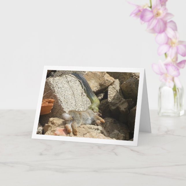 Montpellier Snake Feasting on Rabbit Card (Orchid)