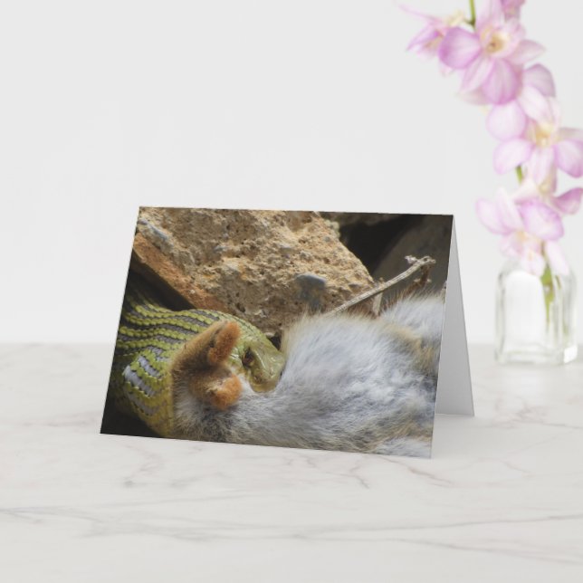 Montpellier Snake Feasting on Rabbit Card (Orchid)