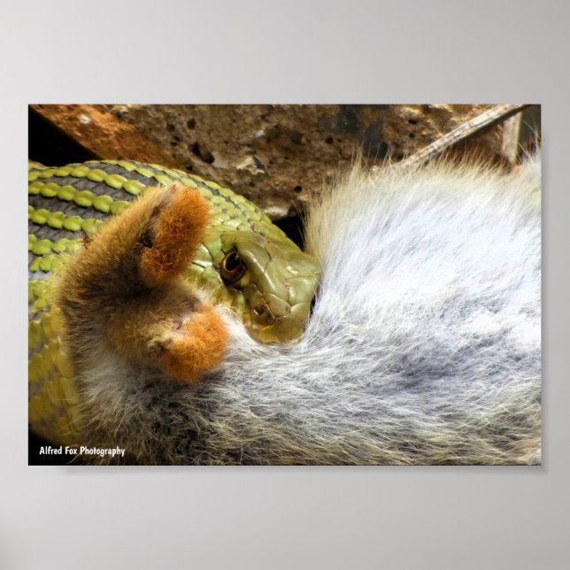 Montpellier Snake Feasting on Rabbit Poster (Front)