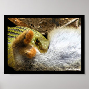 Montpellier Snake Feasting on Rabbit Poster