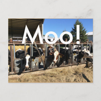 Moo Cows Postcards