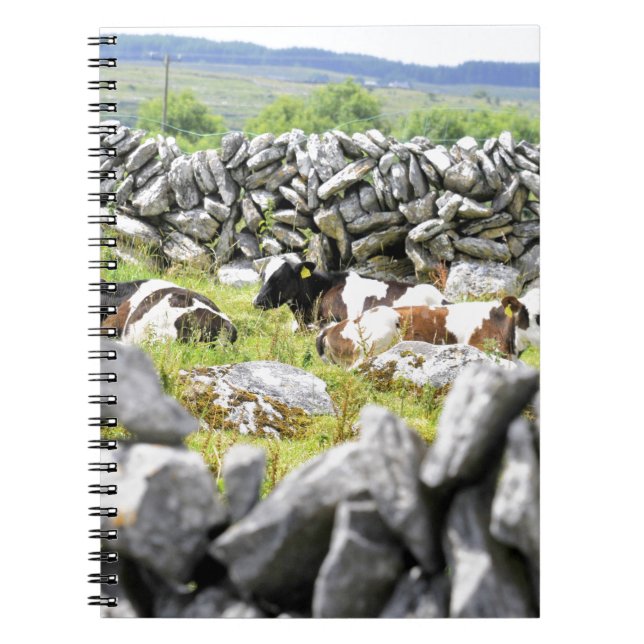Moo Cows Spiral Notebook (Front)