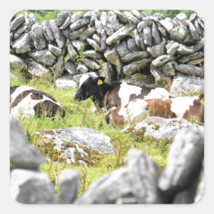 Moo Cows Square Sticker