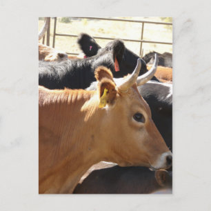 Moo To You Postcard
