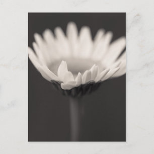 mood pool postcard