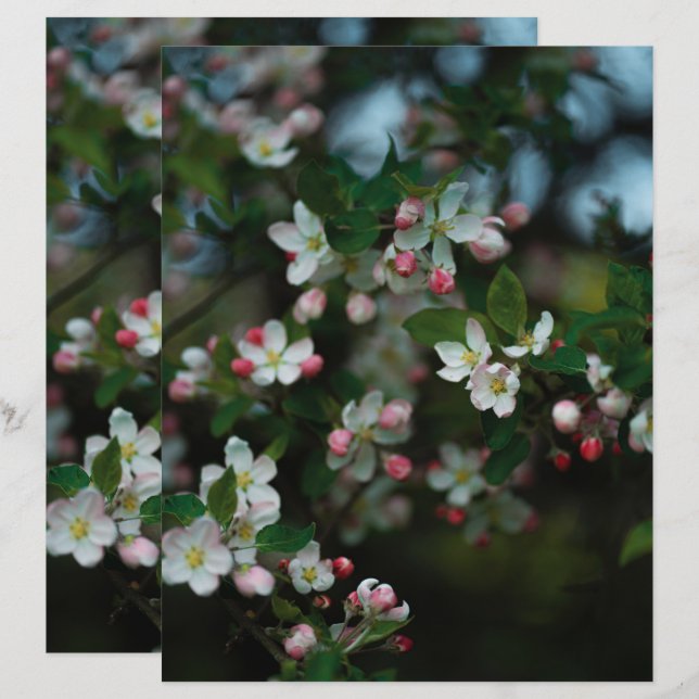 Moody apple tree blooms Scrapbook Paper (Front/Back)