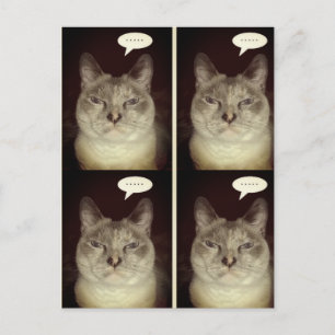 Moody Cat Postcard