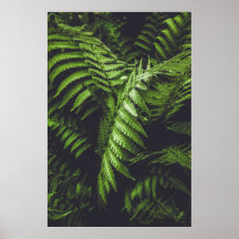 Moody Dark Green Fern Leaves Botanical Nature