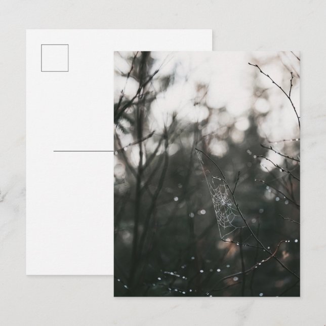 Moody Forest Dew Spider Web Postcard (Front/Back)