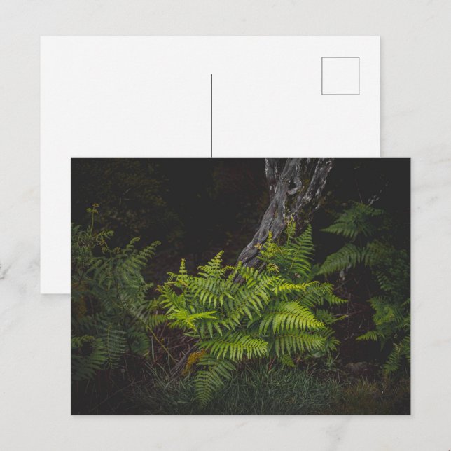 Moody nature with forest ferns postcard (Front/Back)