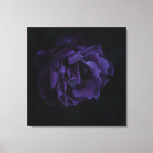 Moody Purple Rose Canvas Print