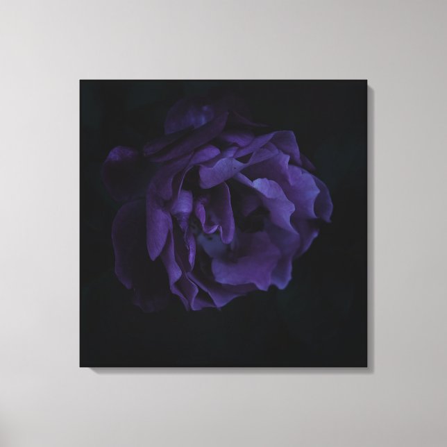 Moody Purple Rose Canvas Print (Front)