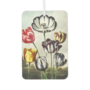 Moody Regency Style Multi-Colour Tulips Car Air Freshener