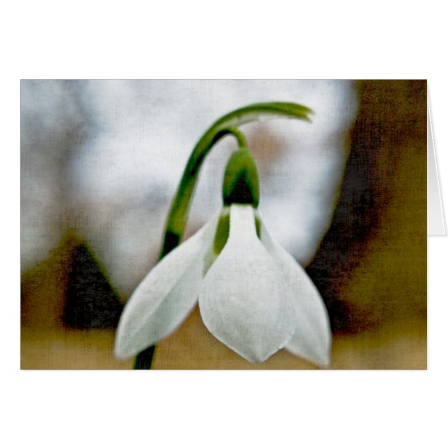 Moody Snowdrop (Front Horizontal)