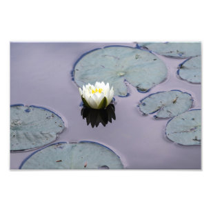 Moody Water Lily Photo Print